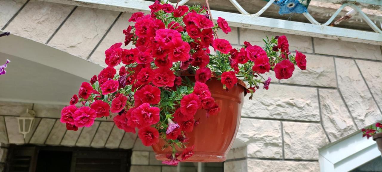 Apartments 1000 Flowers スタリー・グラード エクステリア 写真
